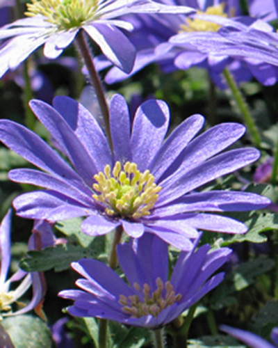 Anemone blanda blue shades.jpg